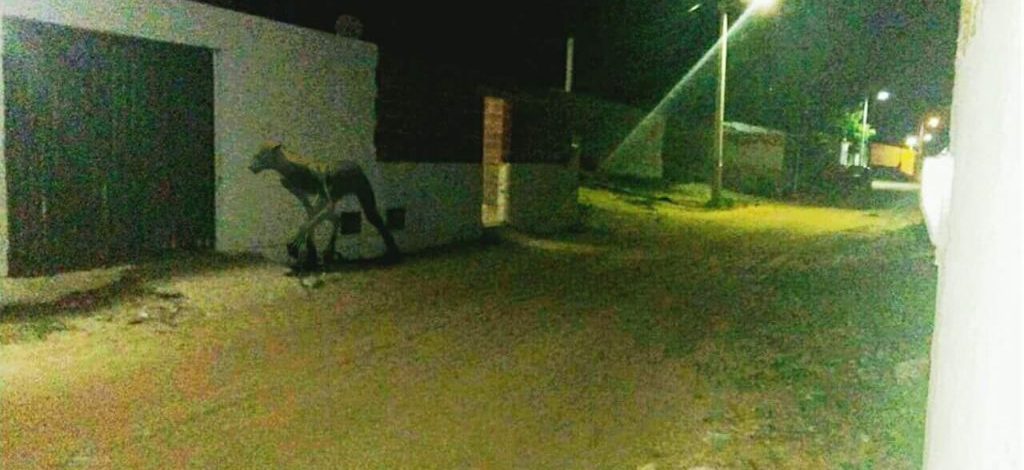 Una extraña criatura atemoriza a un pueblo de Santa Fe